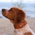 Pet Location Airtag Collar Holder Dog Cat Tracker Protective Case Leather